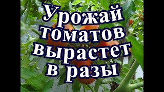 Томатов будет на 100% больше, если вы воспользуетесь, этим старым народным методом.