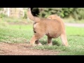 id 1692　柴犬　赤柴　雌　子犬　生後36日目　shiba　inu