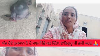 ਅੱਜ ਹੋਏ ਨੁਕਸਾਨ ਨੇ ਦੋ ਸਾਲ ਪਿੱਛੇ ਕਰ ਦਿੱਤਾ, ਵਾਹਿਗੁਰੂ ਜੀ ਭਲੀ ਕਰਨ 🙏#viralvideo #vlog #village