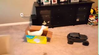 Duck Towed by RC Car