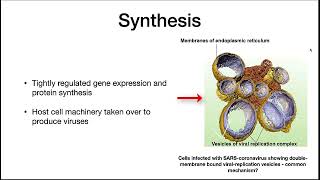Viral structure and replication