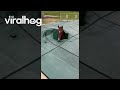 Someone’s Horse Fell Into My Pool || ViralHog