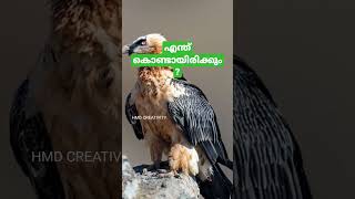 എന്തുകൊണ്ടാണ് ചീഞ്ഞതും ജീർണ്ണിച്ചതും തിന്നിട്ടും കഴുകന് അസുഖം ഇല്ലാത്തത്? #hmdcreativity