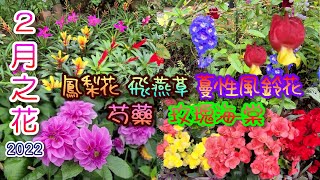 [輕輕鬆鬆，賞花遊蹤] 2月之花 | 鳳梨花 | 蔓性風鈴花 | 長葉排錢樹 | 飛燕草 | 毛地黃 | 玫瑰海棠 | 鐵海棠 | 木繁星 | 紅花銀樺 | 芍藥 | Spring Blossoms