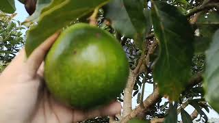 Pruning Terbaik 2 Tahun Mampu Menopang 200 kg Buah