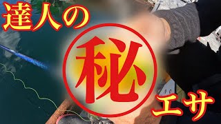 入れ喰い注意⁉︎海上釣堀の達人に秘密のエサを教えていただきました！【海上釣り堀】