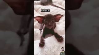 யாருடா இவன் #funny #comedyvideos #cutespets #funvibe #funnyanimals #comedy #funvibes #mysubscriber