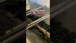 🍇 ¿Alguna vez has visto el proceso de elaboración del vino? ASÍ se HACE 🍷