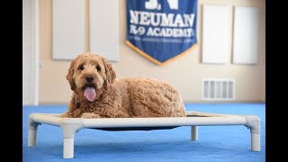 Ruby (Goldendoodle) Boot Camp Dog Training Video Demonstration