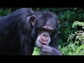 chimpanzee mating season at chester zoo