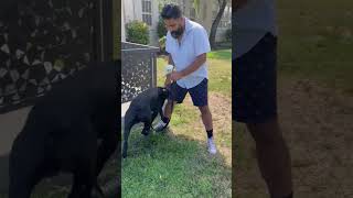 Are Cane Corso TOO DUMB to be police dogs? 🤔 K9 OFFICERS 👮🐕‍🦺 #canecorso #shorts #dog #guarddog