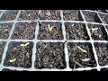 1年草マリーゴールドの種を採取　土に植えてみた　～marigold seed sowing～