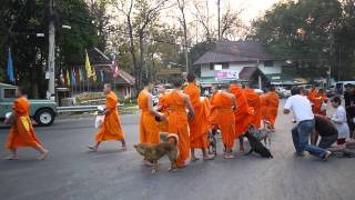 タイの速朝、托鉢