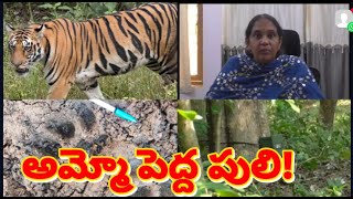 #చింతూరు మన్యంలో పెద్ద పులి కలకలం@A big tiger is on the rampage in Chintoor Manyam