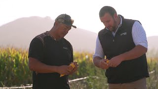 Tawera Nikau | Corson Maize Grower Stories