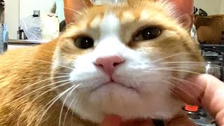 【ネコの大好物】猫ちゃん鰹節をぺろりとたいらげる　A cat that can eat bonito instantly