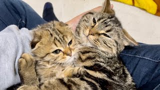 抱き合いながら一緒に寝落ちしてしまった先住猫と新入り子猫