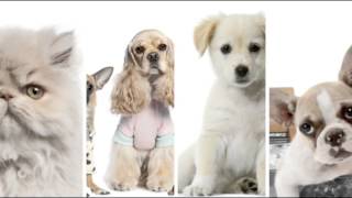 Amy’s Pet Parlor (575) 885-6555