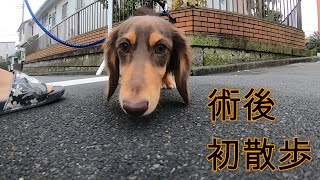 【愛犬】去勢手術後、初散歩に行きました