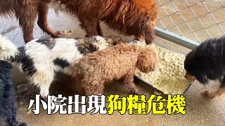 小院出現狗糧危機，為了狗狗們能吃久點，無奈只能多加玉米麵【小丁的流浪狗小院】