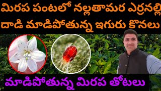 #మిరపలో నల్లతామర ఎర్రనల్లి దాడి మాడిపోతున్న ఇగురు కొనలు మొద్దుబారినా తోటలు@MB-uk4gl