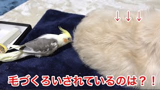 オカメインコが毛づくろいしてるのは？！