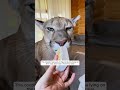 this couple rescued an injured puma lying on the road and then animalshorts puma