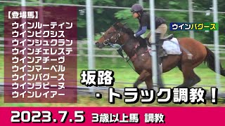 【3歳以上馬　調教】2023.7.5　久しぶりの調教映像！【坂路・トラック】入厩を控えた競走馬の追い切り