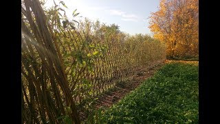 Русская ива. Видео-обзор осенней живой изгороди из ивы.