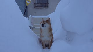 待ってるの？大好きなパパが旅立った初日。柴犬の見せた切ない表情に心奪われる。