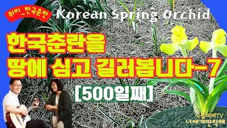 [500일째]한국춘란을 땅에 심고 길러봅니다(7)//한국춘란 누구나 쉽게 키우기//춘란명명품과 엽예품들을 땅에서 키워 자연환경에 적응//