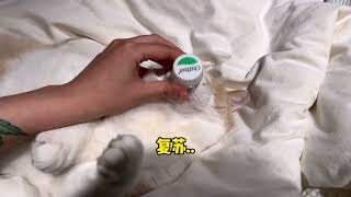 【黄桃不是猫】成功救活一只咪咪！