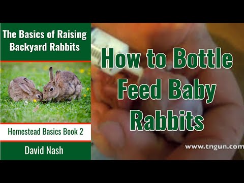 Bottle Feeding Baby Rabbits Bottle Feeding Baby Rabbits