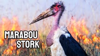 MARABOU STORK: The Extraordinary Cleaner of the Savannas!