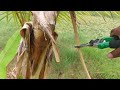 வாழைமரம் வளர்ப்பு 🍌 banana tree cultivation 🌿✂️