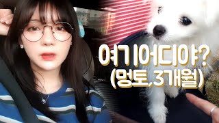 태어나 처음 산책하는 강아지 포메라니안 :: 아기멍토 로브의 첫 산책🐶