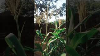 വീട്ടിൽ ചോളം റെഡി  ഇങ്ങനെ 👍💯#shortsvideo #farming #agriculture #agriculturelife