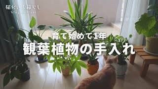 初心者が育て始めて1年の観葉植物の手入れをする / 観葉植物の植え替え＆剪定 / ユッカ、ガジュマル、クワズイモ、パキラ