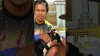 MENGOBATI ANJING LUKA PAKE OBAT TRADISIONAL