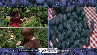 Parlee Farms, Tyngsboro MA - Blueberry Season