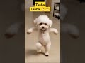 funny dog dancing on tauba tauba dog doglover shortsfeed trending youtubeshorts edit shorts