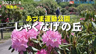 ［ふくしま花だより2022］あづま運動公園・しゃくなげの丘