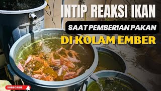 Intip Reaksi Ikan saat diberi Pakan || Kolam Ember