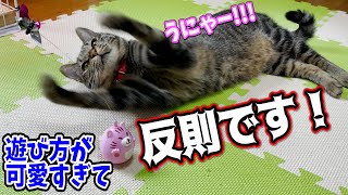 愛猫に旦那さんが買ってきたおもちゃで遊ぶ姿が激かわすぎて反則！(笑) 可愛すぎてしょうがないみたいです(^ ^)