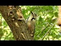 【平岡公園】オオアカゲラの親子か？　（20220619）札幌市清田区