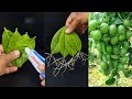 How to grow lemon trees from lemon leaves - With 100% Success