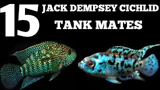 Jack Dempsey cichlid tankmates | Suitable tank mates for Jack Dempsey .