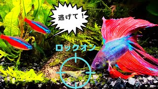 【ベタ飼育】結局エビを食べてるの？食べてないの？【エビ混泳水槽】