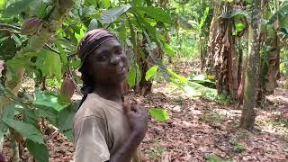 A documentary about cocoa farming in Ghana and its rise and fall!