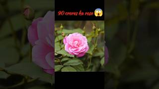 दुनिया का सबसे महंगा Rose 🌹💐😱😱||world's most expensive rose #facts #shorts #trending #rose #india